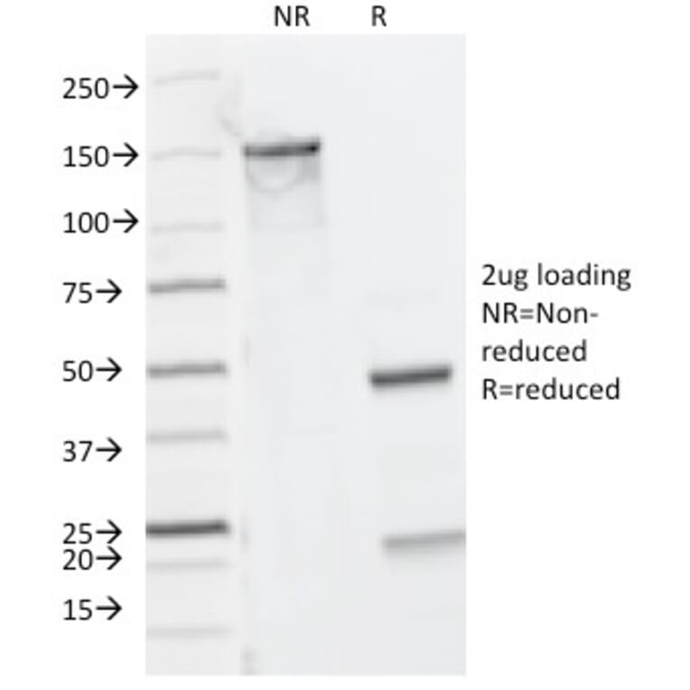 SDS-PAGE - Anti-CD8A Antibody [C8/144B] - BSA and Azide free (A253738) - Antibodies.com