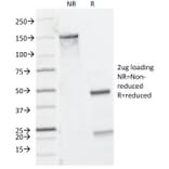 SDS-PAGE - Anti-CD8A Antibody [C8/144B] - BSA and Azide free (A253738) - Antibodies.com
