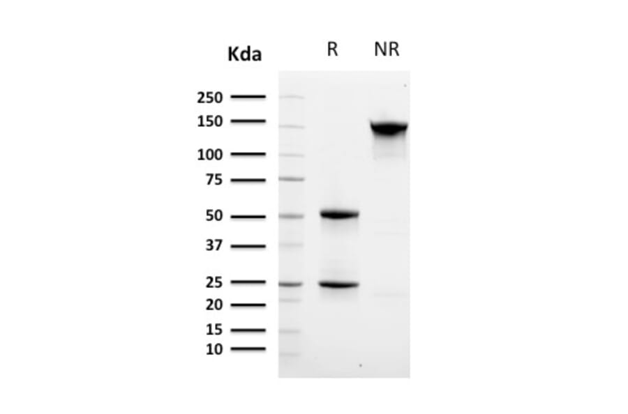 SDS-PAGE - Anti-CD8A Antibody [C8/468 + C8/144B] - BSA and Azide free (A253739) - Antibodies.com