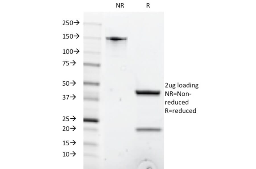 SDS-PAGE - Anti-CD8A Antibody [C8/1035] - BSA and Azide free (A253739) - Antibodies.com