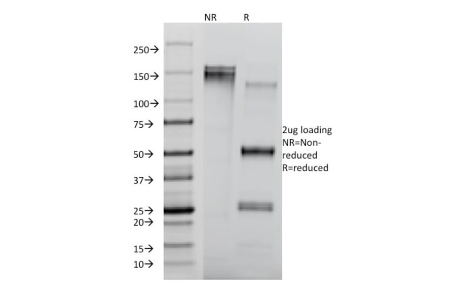 SDS-PAGE - Anti-CD8A Antibody [RIV11] - BSA and Azide free (A253742) - Antibodies.com