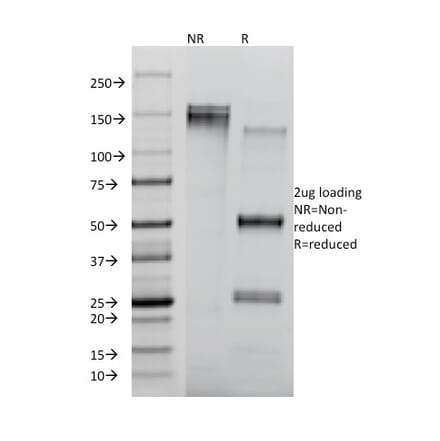 SDS-PAGE - Anti-CD8A Antibody [RIV11] - BSA and Azide free (A253742) - Antibodies.com