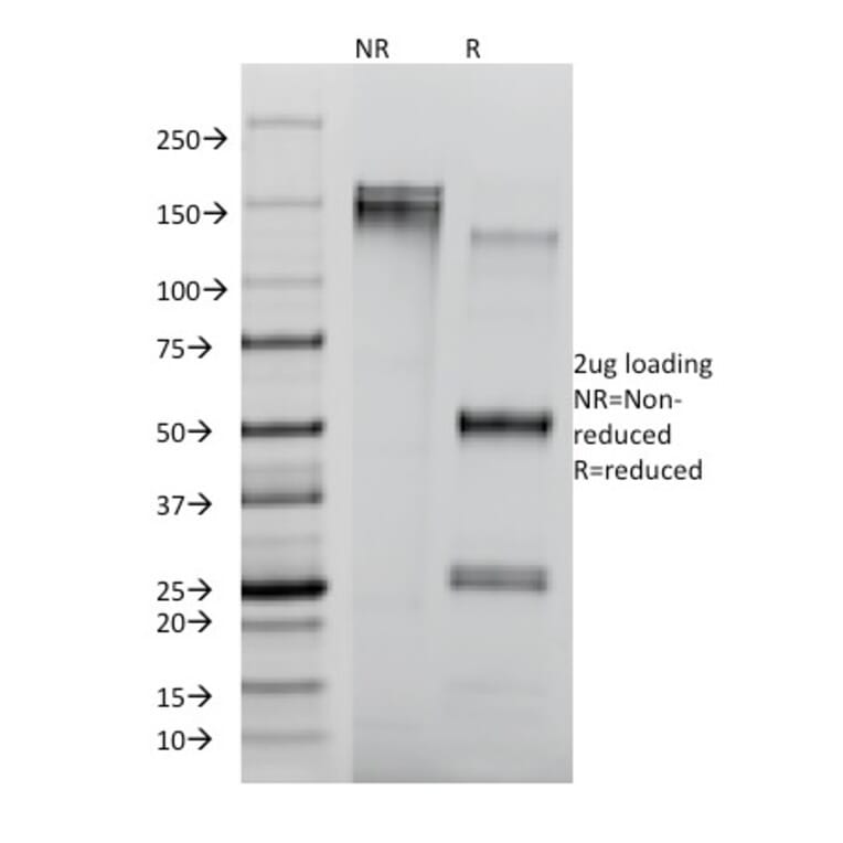SDS-PAGE - Anti-CD8A Antibody [RIV11] - BSA and Azide free (A253742) - Antibodies.com