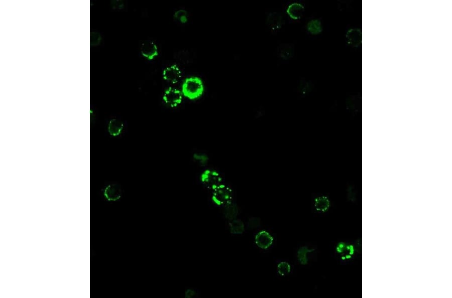 Immunofluorescence - Anti-CD8A Antibody [RIV11] - BSA and Azide free (A253742) - Antibodies.com