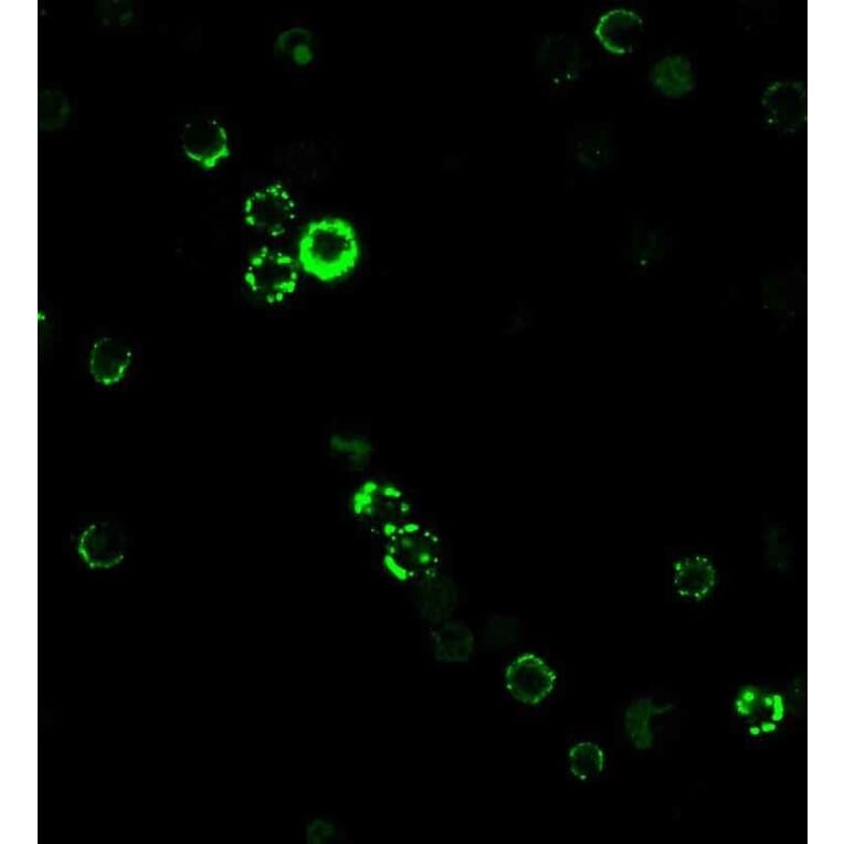 Immunofluorescence - Anti-CD8A Antibody [RIV11] - BSA and Azide free (A253742) - Antibodies.com