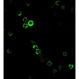 Immunofluorescence - Anti-CD8A Antibody [RIV11] - BSA and Azide free (A253742) - Antibodies.com