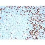 Immunohistochemistry - Anti-CD8A Antibody [CD8/4391R] - BSA and Azide free (A253743) - Antibodies.com
