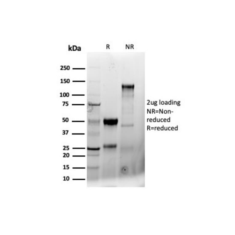 SDS-PAGE - Anti-CD8A Antibody [CD8/4391R] - BSA and Azide free (A253743) - Antibodies.com