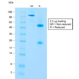SDS-PAGE - Anti-CD8A Antibody [C8/1779R] - BSA and Azide free (A253745) - Antibodies.com