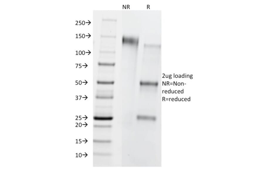 SDS-PAGE - Anti-CD8B Antibody [BU88] - BSA and Azide free (A253746) - Antibodies.com