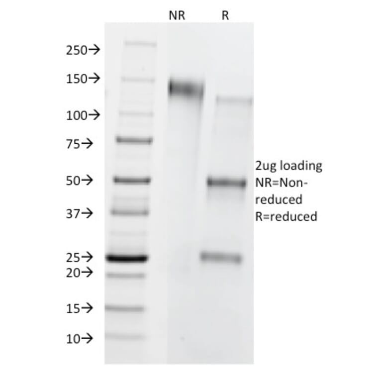 SDS-PAGE - Anti-CD8B Antibody [BU88] - BSA and Azide free (A253746) - Antibodies.com