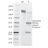 SDS-PAGE - Anti-CD8B Antibody [BU88] - BSA and Azide free (A253746) - Antibodies.com