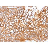 Immunohistochemistry - Anti-CD9 Antibody [CD9/1619] - BSA and Azide free (A253748) - Antibodies.com