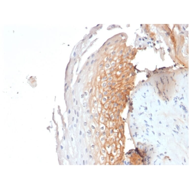 Immunohistochemistry - Anti-CD9 Antibody [CD9/1619] - BSA and Azide free (A253750) - Antibodies.com