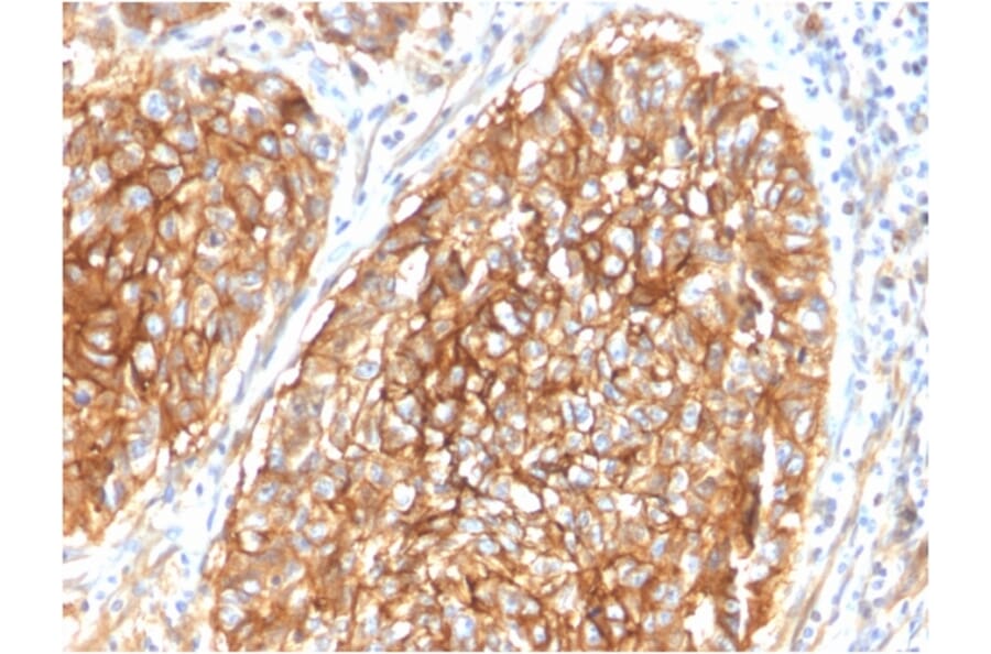 Immunohistochemistry - Anti-CD9 Antibody [CD9/1619] - BSA and Azide free (A253750) - Antibodies.com