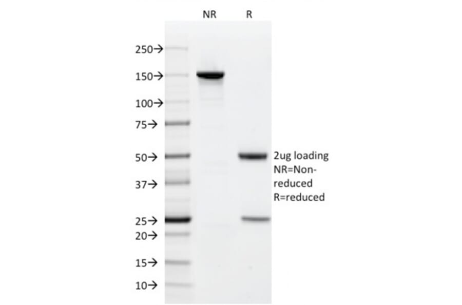 SDS-PAGE - Anti-CD9 Antibody [CD9/1619] - BSA and Azide free (A253750) - Antibodies.com
