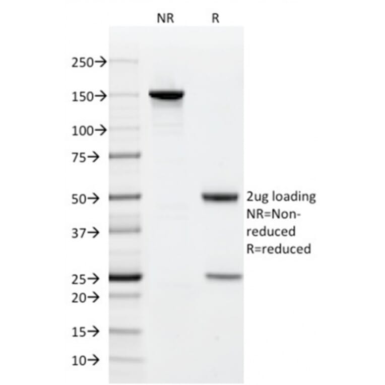 SDS-PAGE - Anti-CD9 Antibody [CD9/1619] - BSA and Azide free (A253750) - Antibodies.com