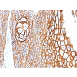 Immunohistochemistry - Anti-CD9 Antibody [P1/33/2] - BSA and Azide free (A253751) - Antibodies.com