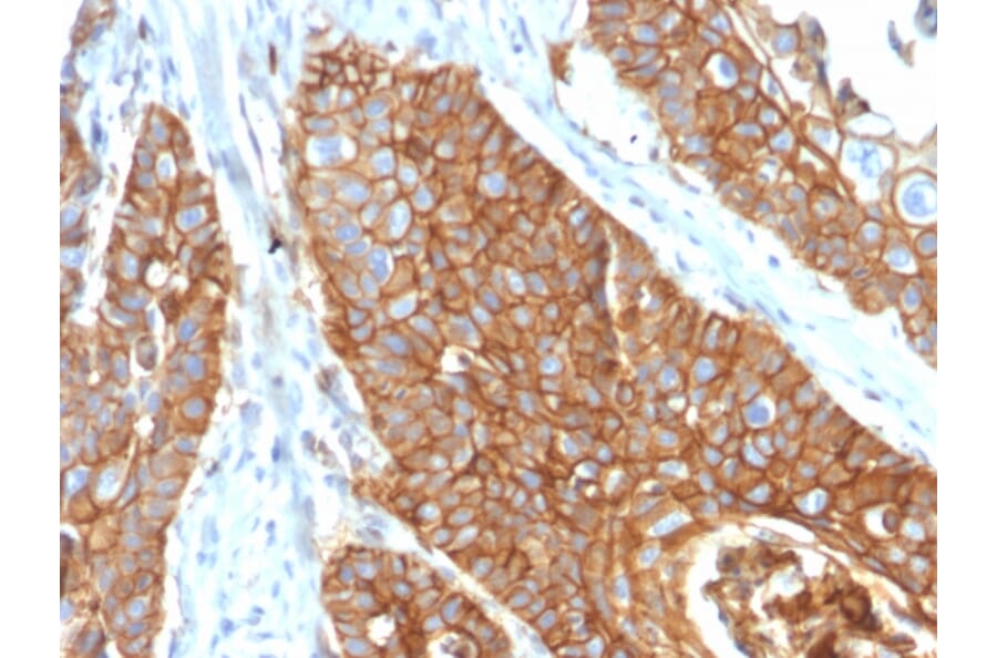 Immunohistochemistry - Anti-CD9 Antibody [CD9/2343] - BSA and Azide free (A253752) - Antibodies.com
