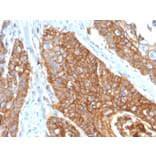 Immunohistochemistry - Anti-CD9 Antibody [CD9/2343] - BSA and Azide free (A253752) - Antibodies.com