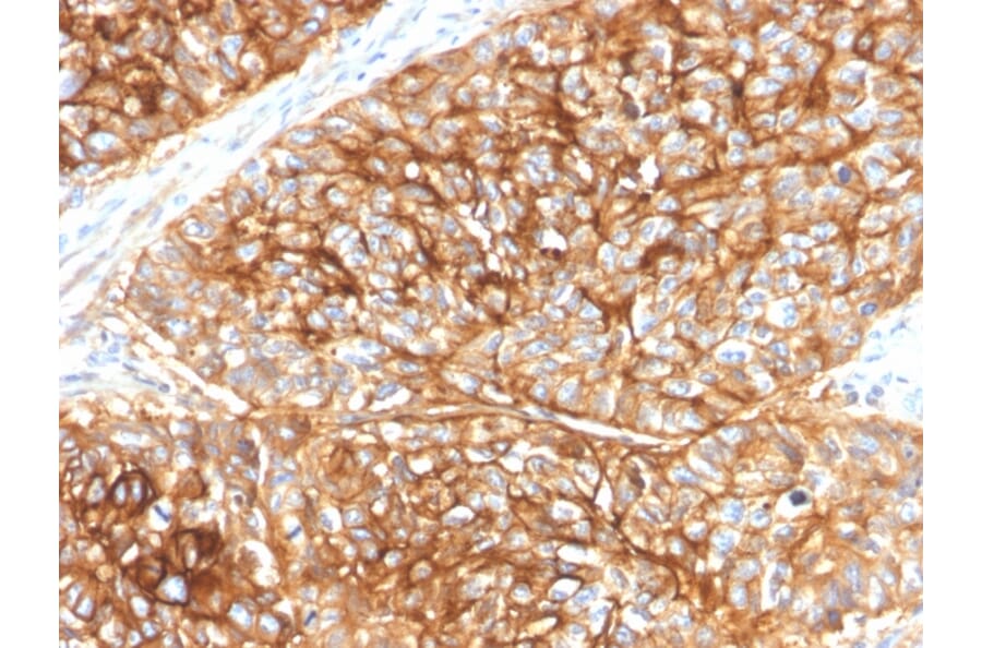 Immunohistochemistry - Anti-CD9 Antibody [CD9/2343] - BSA and Azide free (A253752) - Antibodies.com