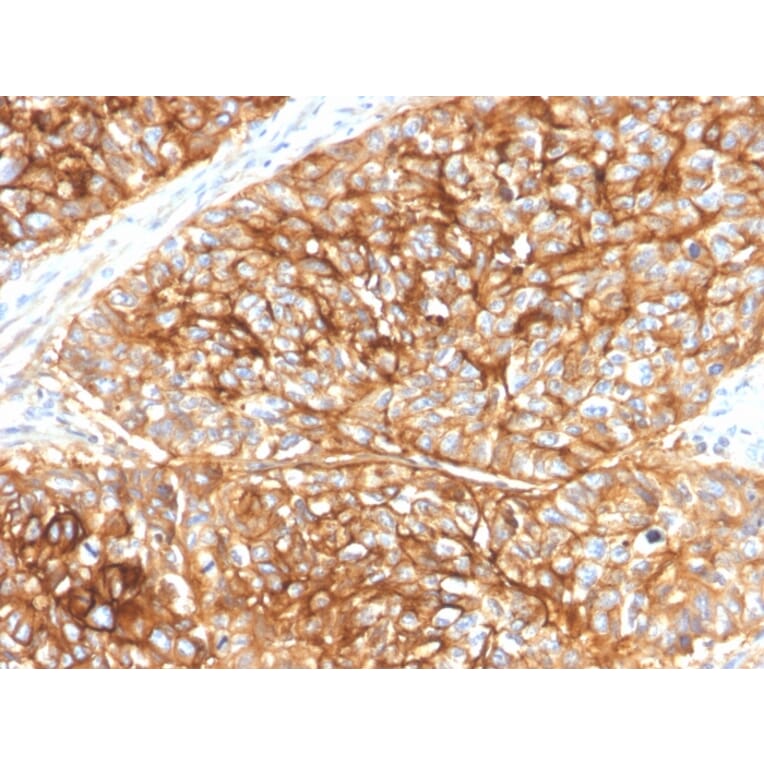 Immunohistochemistry - Anti-CD9 Antibody [CD9/2343] - BSA and Azide free (A253752) - Antibodies.com