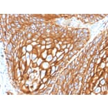 Immunohistochemistry - Anti-CD9 Antibody [CD9/2343] - BSA and Azide free (A253751) - Antibodies.com