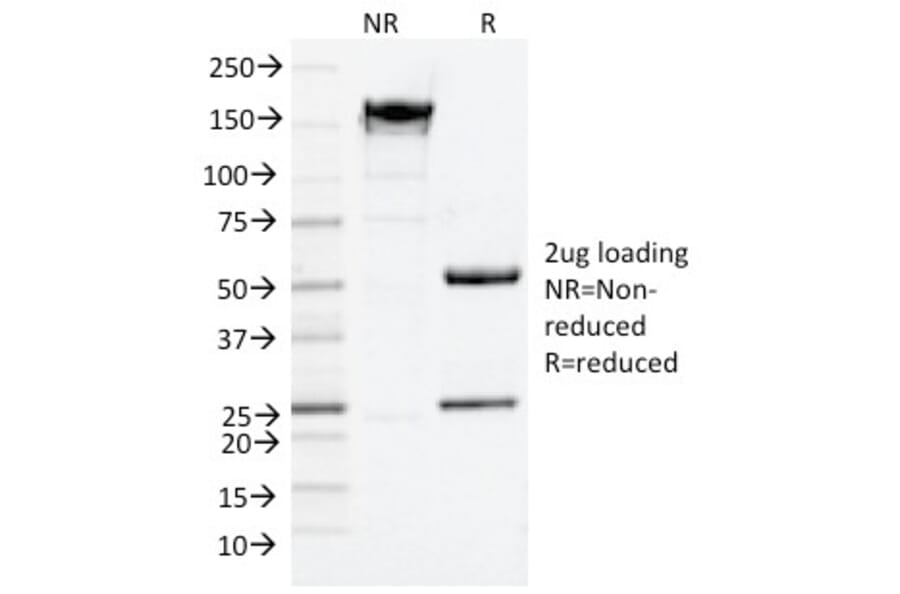 SDS-PAGE - Anti-CD9 Antibody [CD9/2343] - BSA and Azide free (A253752) - Antibodies.com
