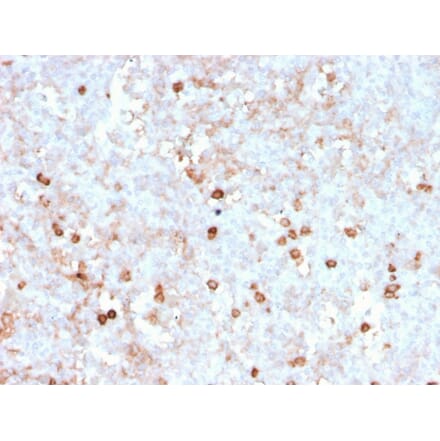 Immunohistochemistry - Anti-CD14 Antibody [rLPSR/2408] - BSA and Azide free (A253754) - Antibodies.com