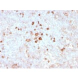 Immunohistochemistry - Anti-CD14 Antibody [rLPSR/2408] - BSA and Azide free (A253753) - Antibodies.com