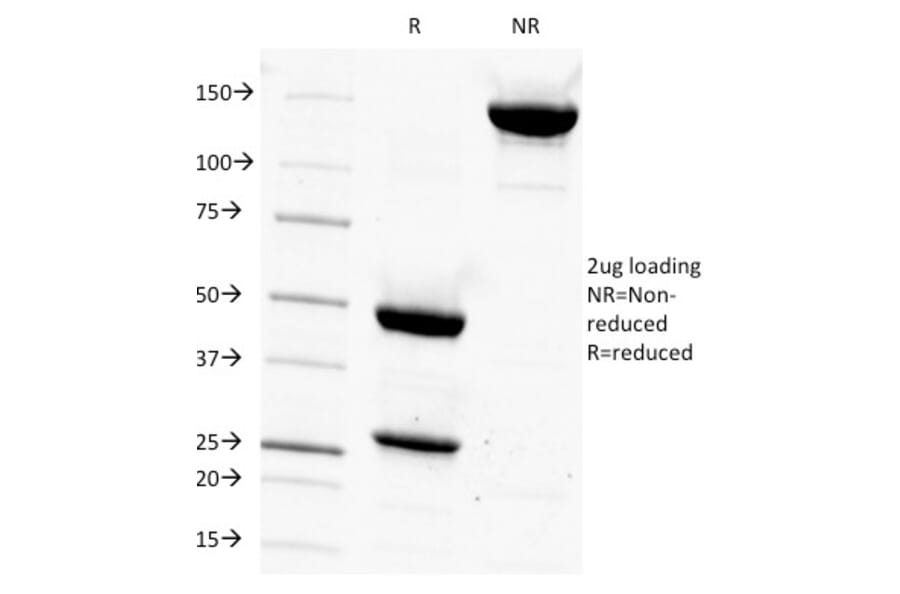 SDS-PAGE - Anti-CD14 Antibody [LPSR/927] - BSA and Azide free (A253754) - Antibodies.com
