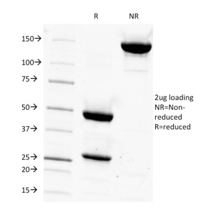SDS-PAGE - Anti-CD14 Antibody [LPSR/927] - BSA and Azide free (A253754) - Antibodies.com