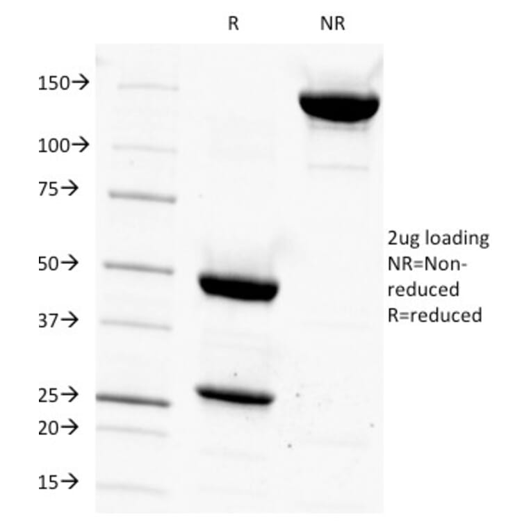 SDS-PAGE - Anti-CD14 Antibody [LPSR/927] - BSA and Azide free (A253754) - Antibodies.com