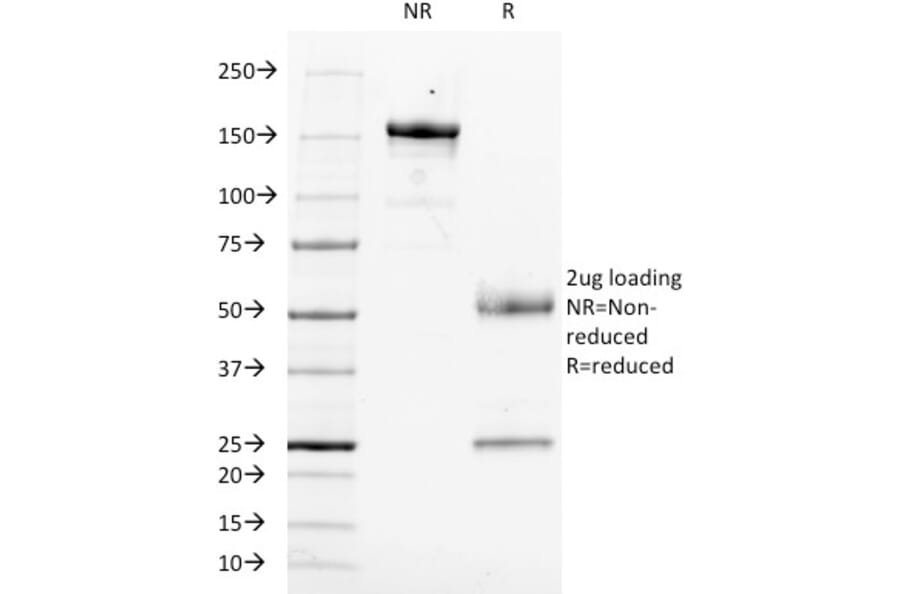 SDS-PAGE - Anti-CD14 Antibody [LPSR/553] - BSA and Azide free (A253755) - Antibodies.com