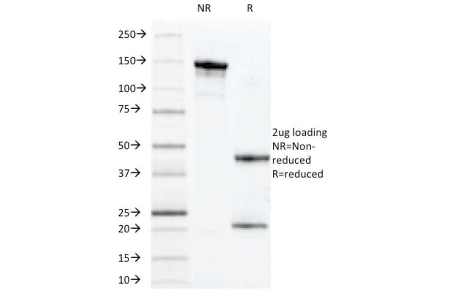 SDS-PAGE - Anti-CD14 Antibody [MDA/929] - BSA and Azide free (A253756) - Antibodies.com