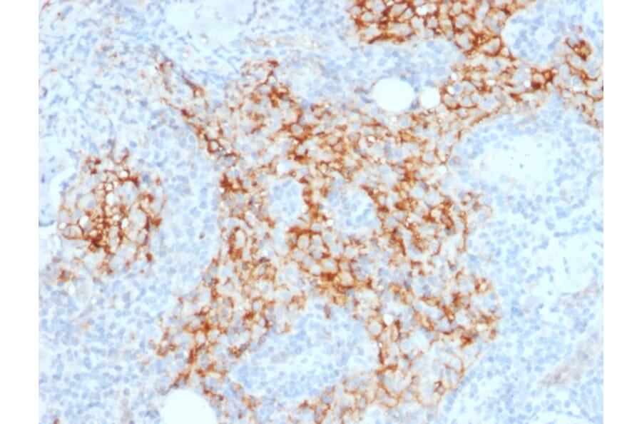 Immunohistochemistry - Anti-CD14 Antibody [LPSR/2385] - BSA and Azide free (A253759) - Antibodies.com