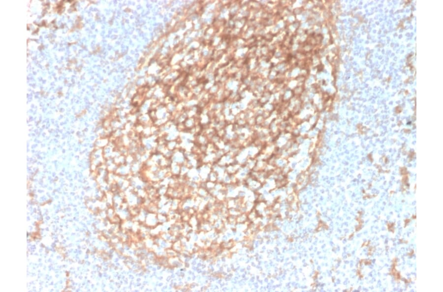 Immunohistochemistry - Anti-CD14 Antibody [LPSR/2385] - BSA and Azide free (A253759) - Antibodies.com