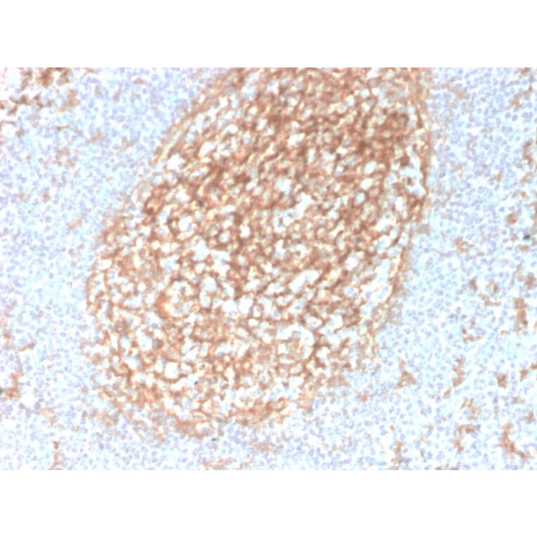 Immunohistochemistry - Anti-CD14 Antibody [LPSR/2385] - BSA and Azide free (A253759) - Antibodies.com