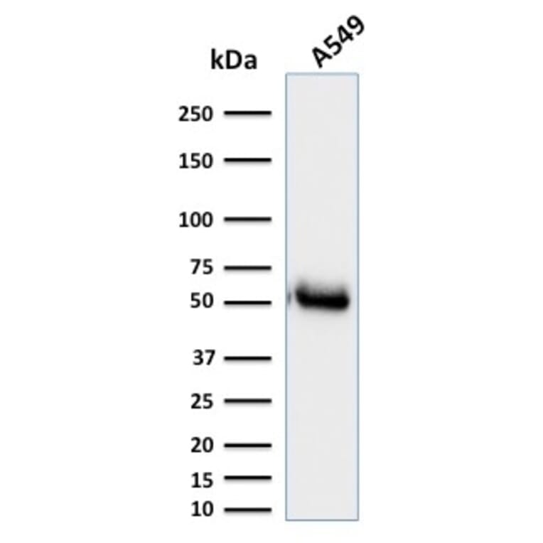 Western Blot - Anti-CD14 Antibody [LPSR/2385] - BSA and Azide free (A253759) - Antibodies.com