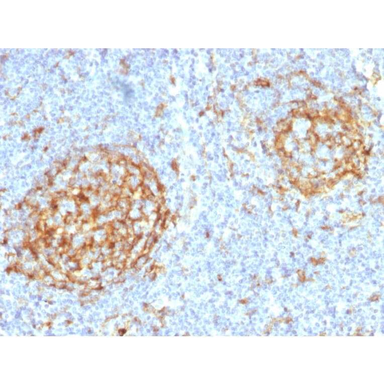 Immunohistochemistry - Anti-CD14 Antibody [LPSR/2397] - BSA and Azide free (A253761) - Antibodies.com