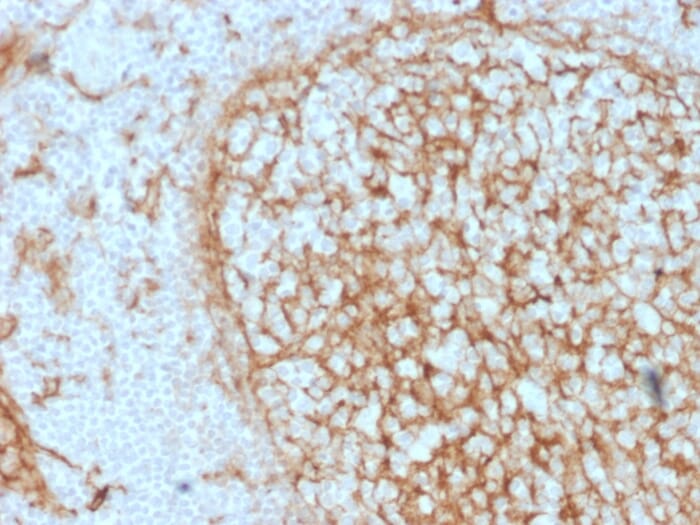 す　まとめてCD１４枚 Anti-CD14 Antibody [LPSR/2397] (A253761) | Antibodies.com