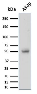 す　まとめてCD１４枚 Anti-CD14 Antibody [LPSR/2397] (A253761) | Antibodies.com