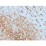 Immunohistochemistry - Anti-CD14 Antibody [LPSR/2408] - BSA and Azide free (A253762) - Antibodies.com