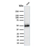 Western Blot - Anti-CD14 Antibody [LPSR/2408] - BSA and Azide free (A253762) - Antibodies.com