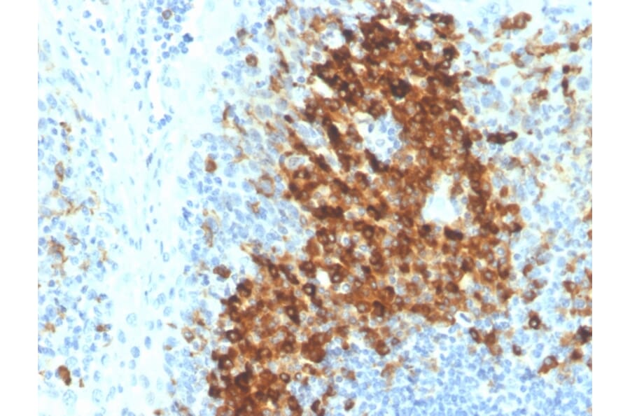 Immunohistochemistry - Anti-CD14 Antibody [LPSR/4180R] - BSA and Azide free (A253763) - Antibodies.com