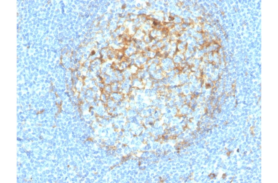 Immunohistochemistry - Anti-CD14 Antibody [LPSR/4180R] - BSA and Azide free (A253762) - Antibodies.com