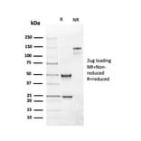 SDS-PAGE - Anti-CD19 Antibody [rCD19/4591] - BSA and Azide free (A253764) - Antibodies.com