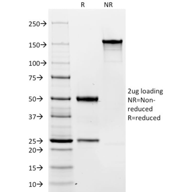 SDS-PAGE - Anti-CD19 Antibody [C19/366] - BSA and Azide free (A253764) - Antibodies.com