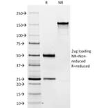 SDS-PAGE - Anti-CD19 Antibody [C19/366] - BSA and Azide free (A253764) - Antibodies.com