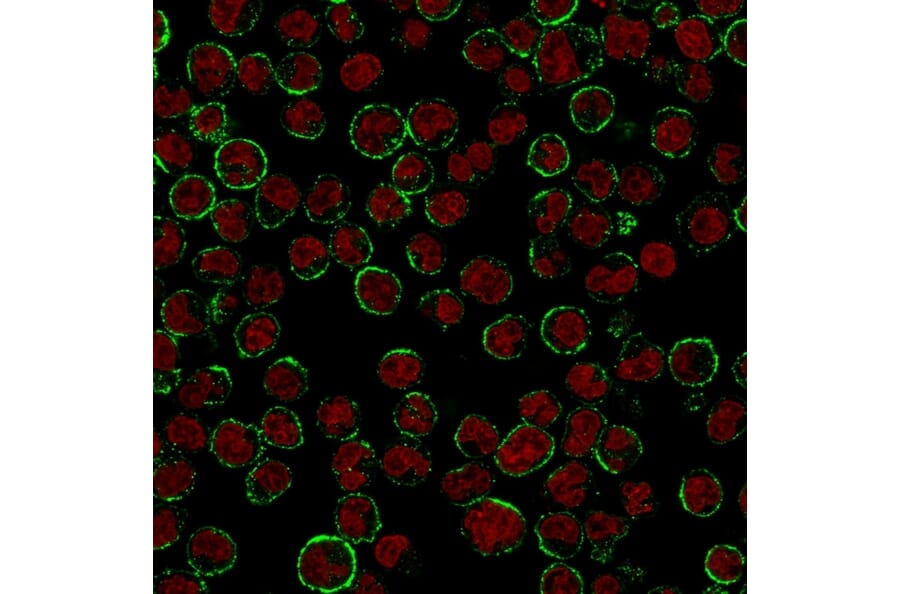 Immunofluorescence - Anti-CD19 Antibody [CVID3/155] - BSA and Azide free (A253766) - Antibodies.com
